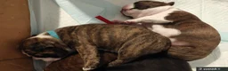 Mixed Breed dogs for sale: Boston Cross Pups Looking for Their Forever Home - Advert 7