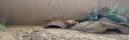 Leopard Gecko reptiles for sale: Rainforest albino leapord gecko and vivarium  in Louth - Advert 4
