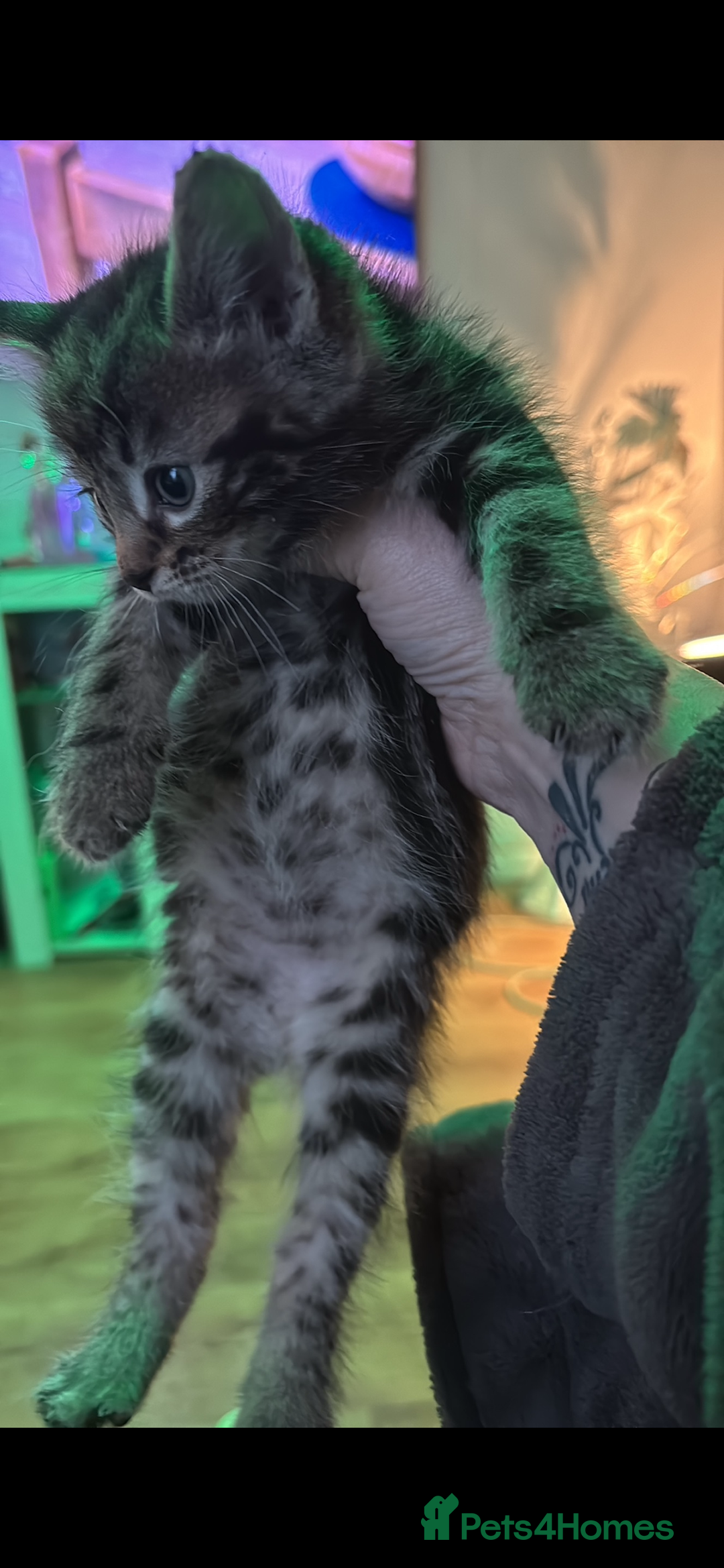 Mixed Breed cats for sale: Tabbie cross bengal - Image 4