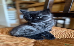 Mixed Breed cats for sale: Tabby - Image 7