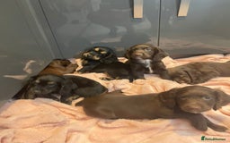 Cocker Spaniel dogs for sale: Cocker spaniel puppies - Image 9