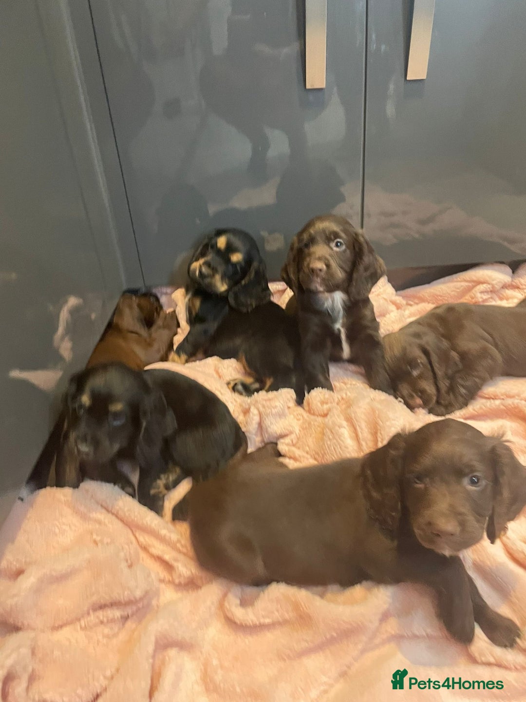 Cocker Spaniel dogs for sale: Cocker spaniel puppies - Image 9