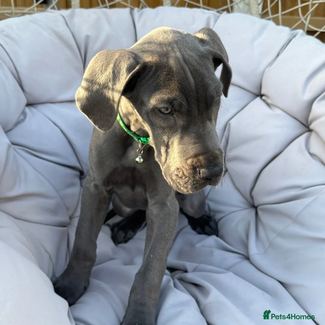 Great Dane dogs for sale: Ready for new home now!! - Advert 1