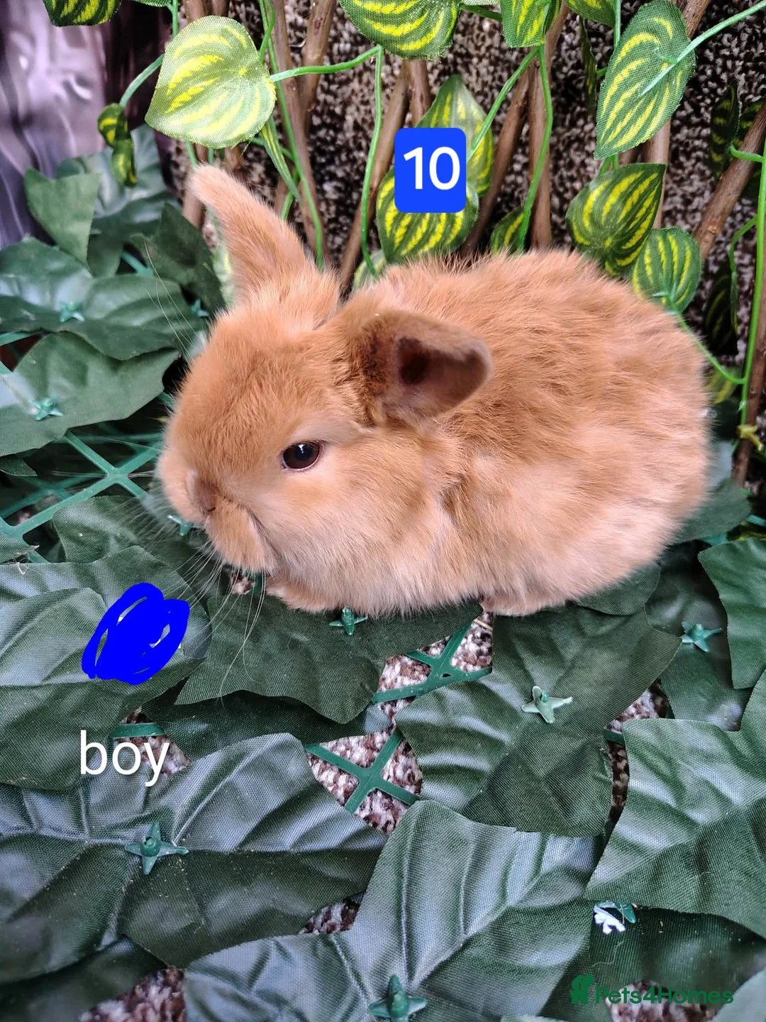 Mini Lop rabbits for sale: Mini lop babies ready 9 May - Advert 2