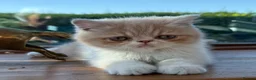 Exotic cats for sale: Beautiful Exotic cream & white female - Advert 15