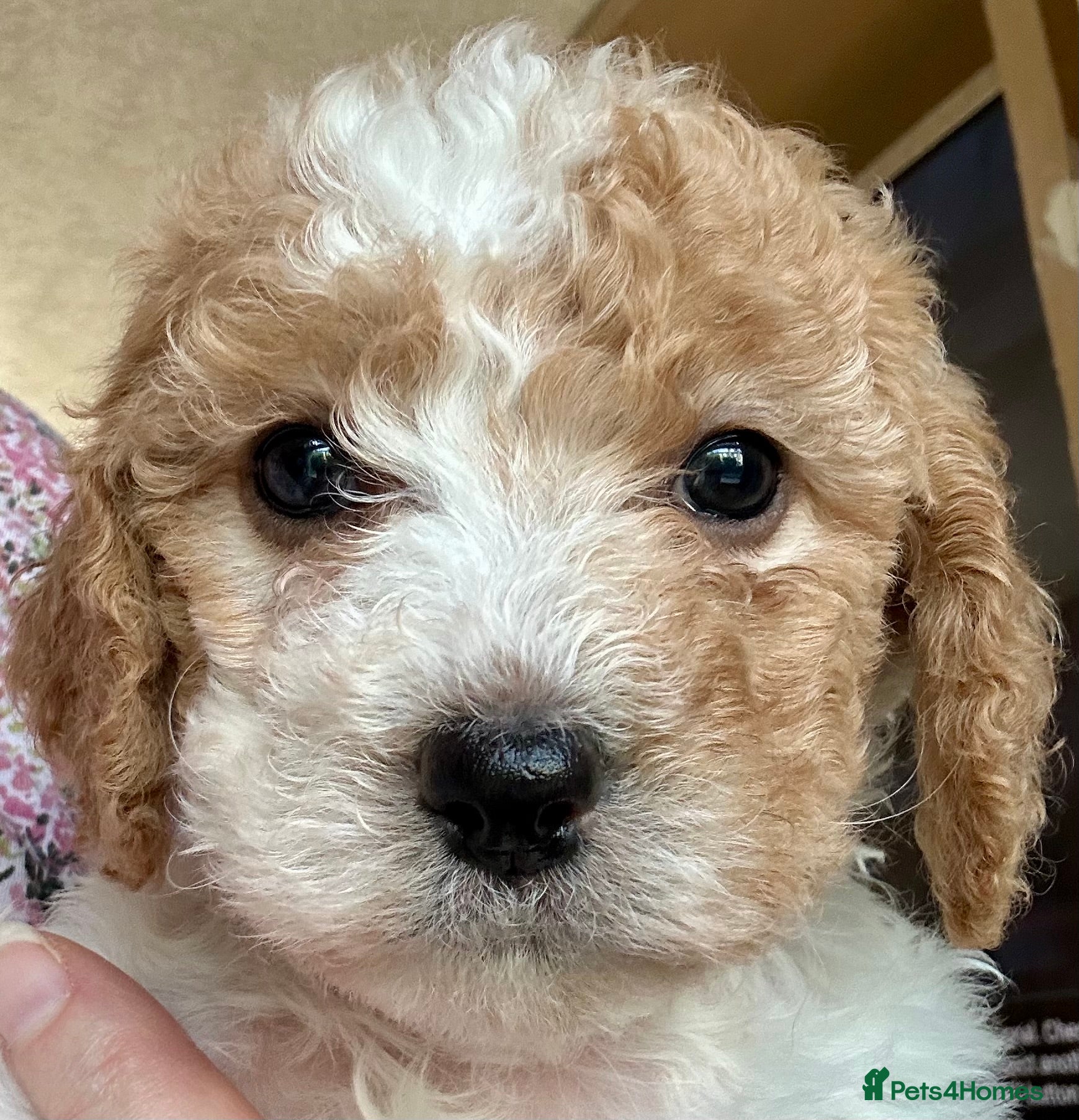 Cavapoochon dogs Only 2 left! 🤩Spring Cavapoochons😍 Ready soon!   - Advert 1