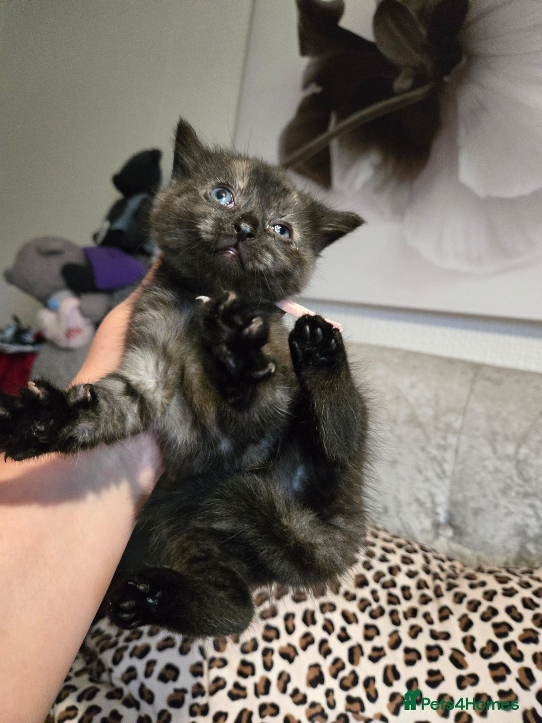 Mixed Breed cats for sale: 7 Half-Ragdolls  - Image 20