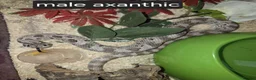 Mixed Breed reptiles for sale: Selling all reptiles reduced prices - Advert 4