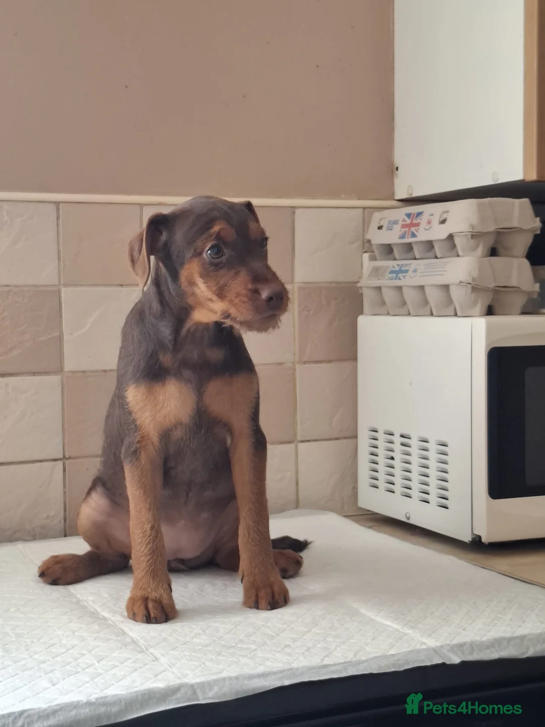 Patterdale Terrier dogs for sale: Strong, healthy, chunky Patterdale Puppies - Advert 2