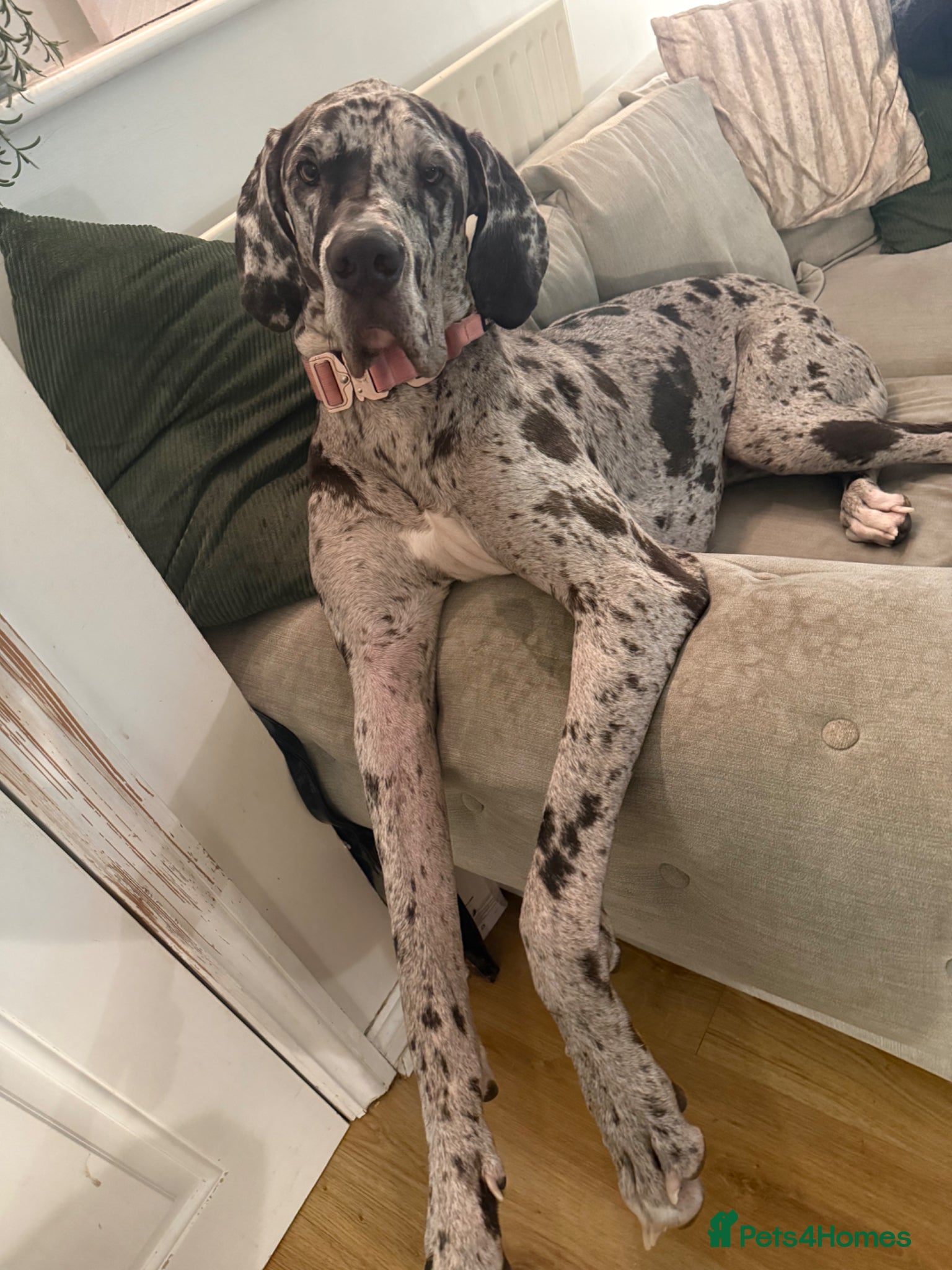 Great Dane dogs Stunning female merle Great Dane 1 year  - Advert 13
