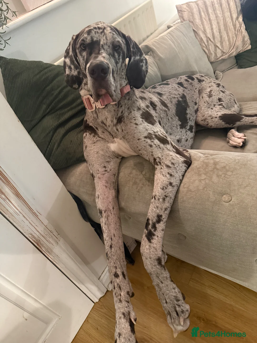 Great Dane dogs for sale: Stunning female merle Great Dane 1 year  in Burgess Hill - Advert 1
