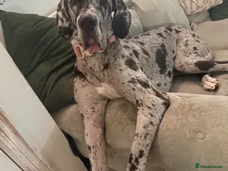 Great Dane dogs Stunning female merle Great Dane 1 year - Advert 13