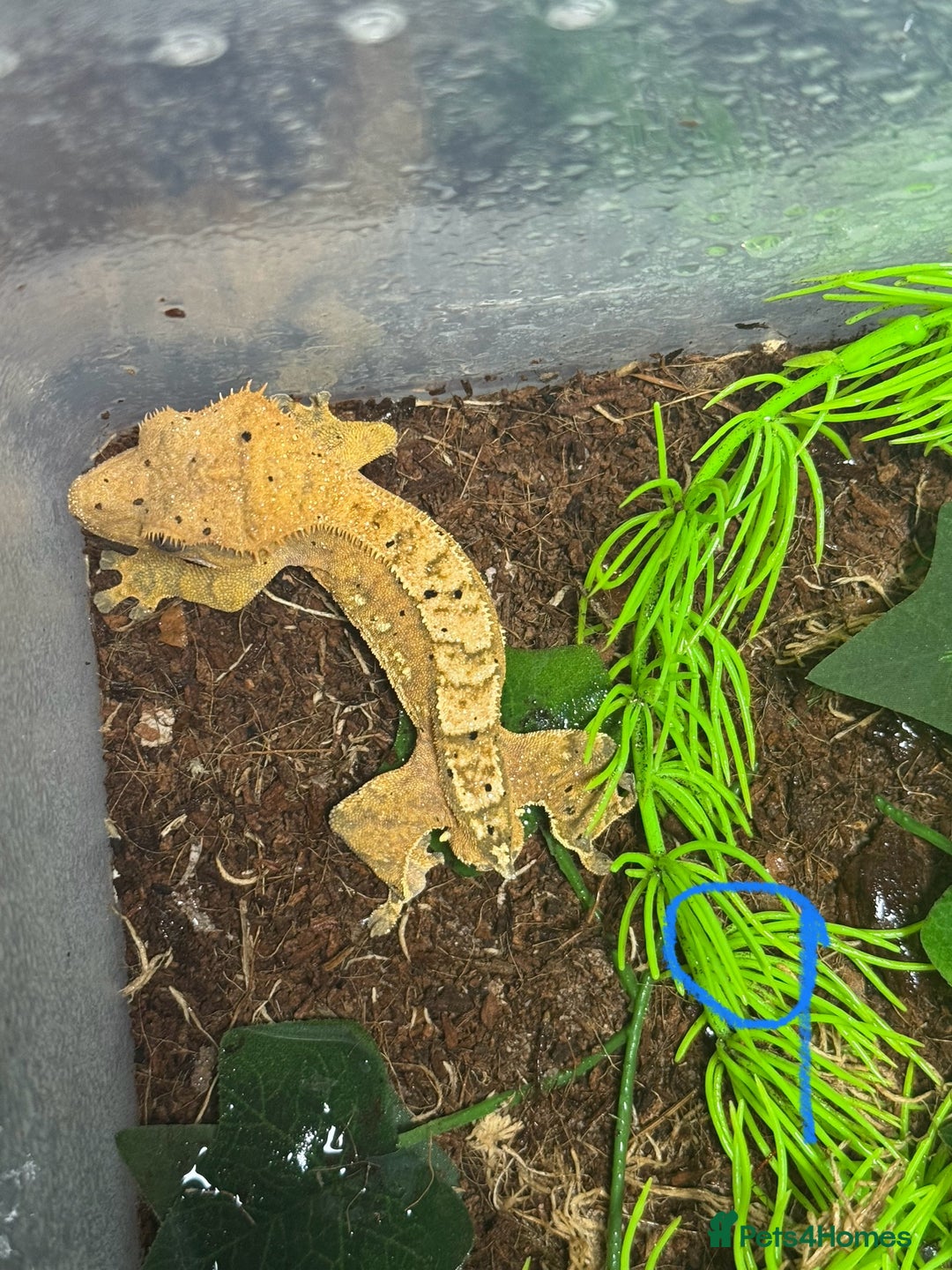 Gecko reptiles for sale: Baby crested geckos Birmingham - Advert 9