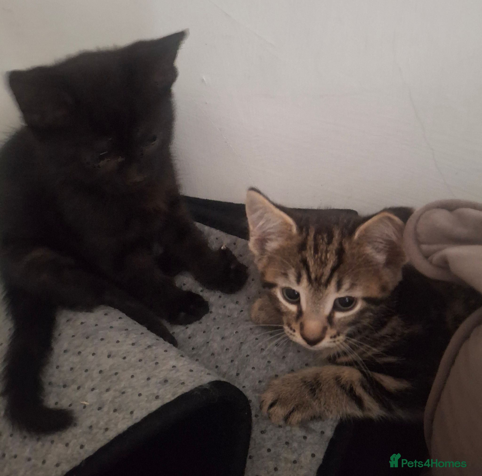 Mixed Breed cats girl and boy - Advert 6