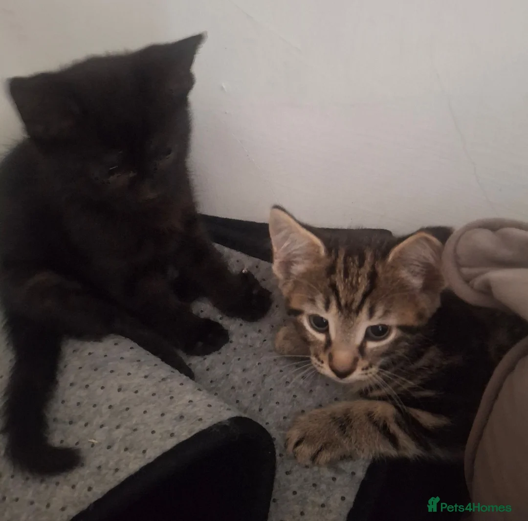 Mixed Breed cats for sale: girl and boy - Advert 1