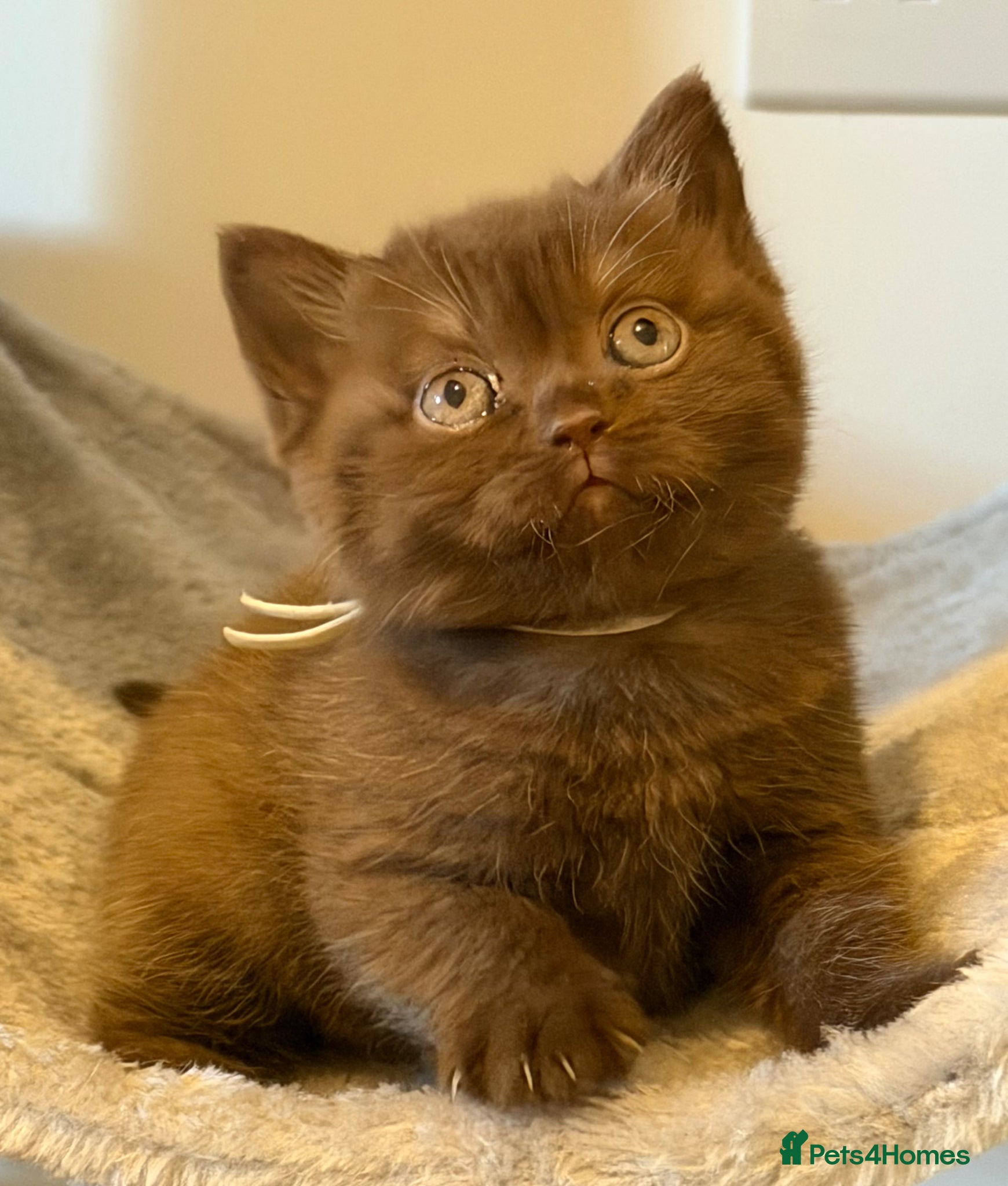 British Shorthair cats 2 girls - Cinnamon and Chocolate BSH  - Advert 8