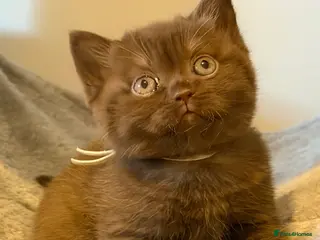 British Shorthair cats 2 girls - Cinnamon and Chocolate BSH - Advert 8