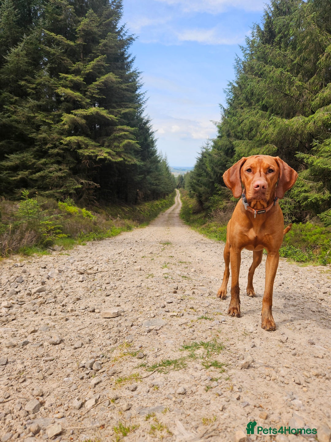 Hungarian Vizsla dogs for sale: 2 viz boys looking for loving homes - Image 17