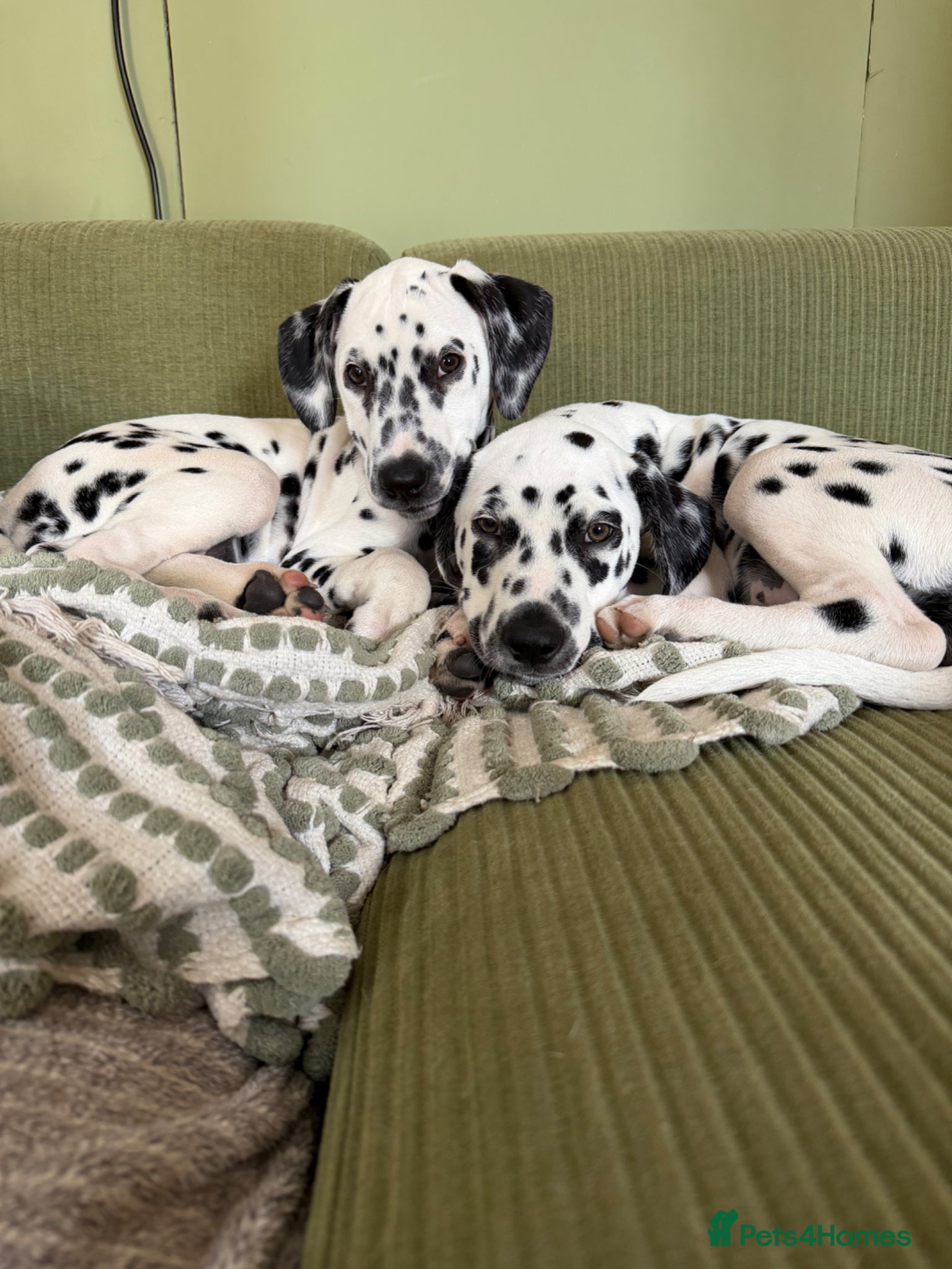 Dalmatian dogs KC Dalmatian pups - ready to leave! Last ones 🖤 - Advert 9