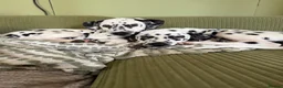 Dalmatian dogs for sale: Ready to leave KC Dalmatian puppies - 12wks - Advert 1