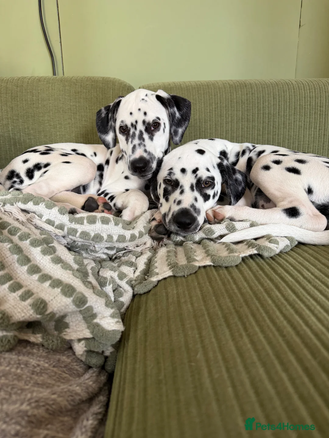 Dalmatian dogs for sale: Ready to leave KC Dalmatian puppies - 12wks - Advert 1