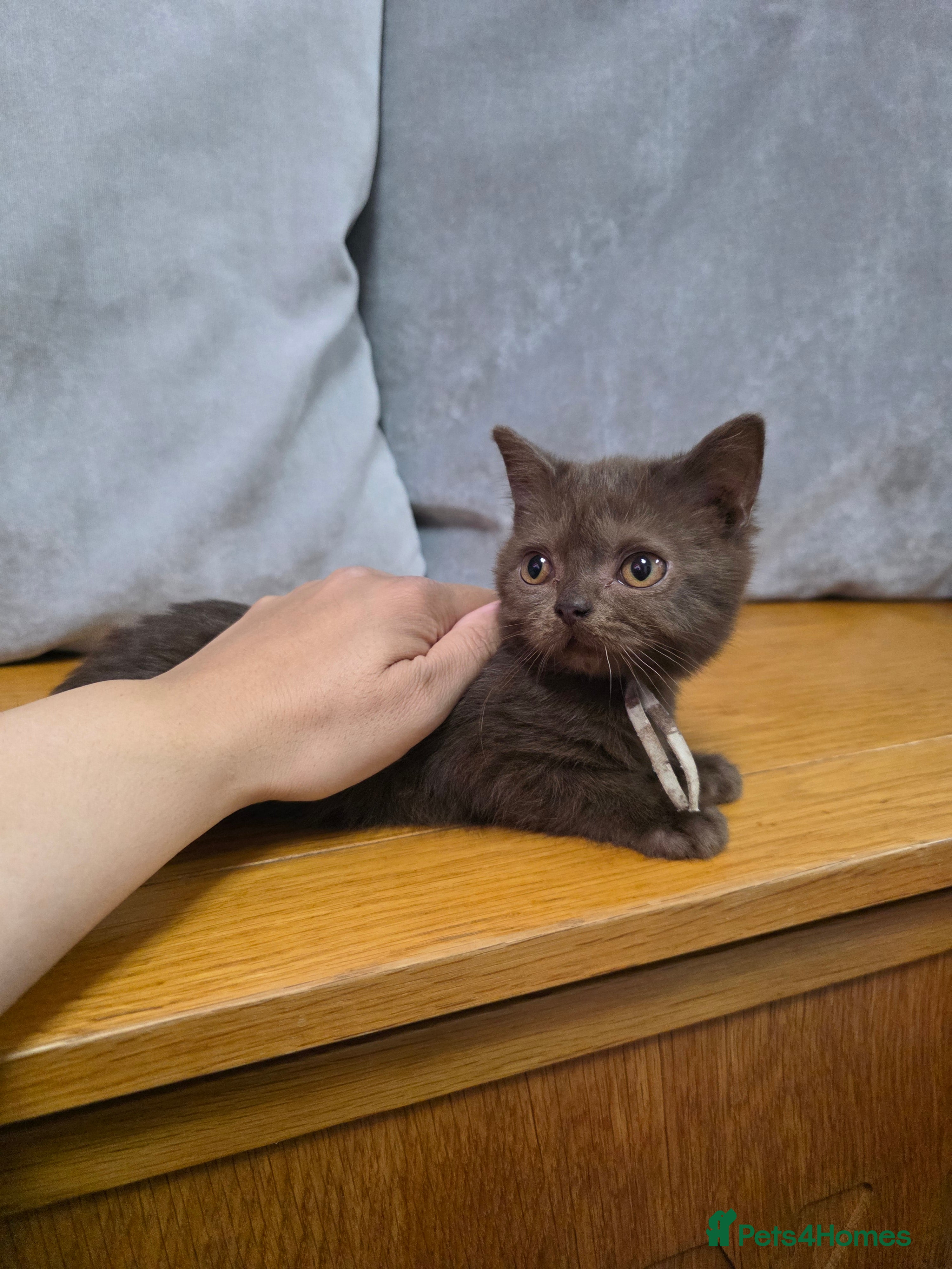 British Shorthair cats British shorthair kitten - Advert 2