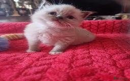 Ragdoll cats for sale: Kitten - Image 22