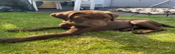 Labrador Retriever dogs for sale: Labrador puppy  - Advert 4