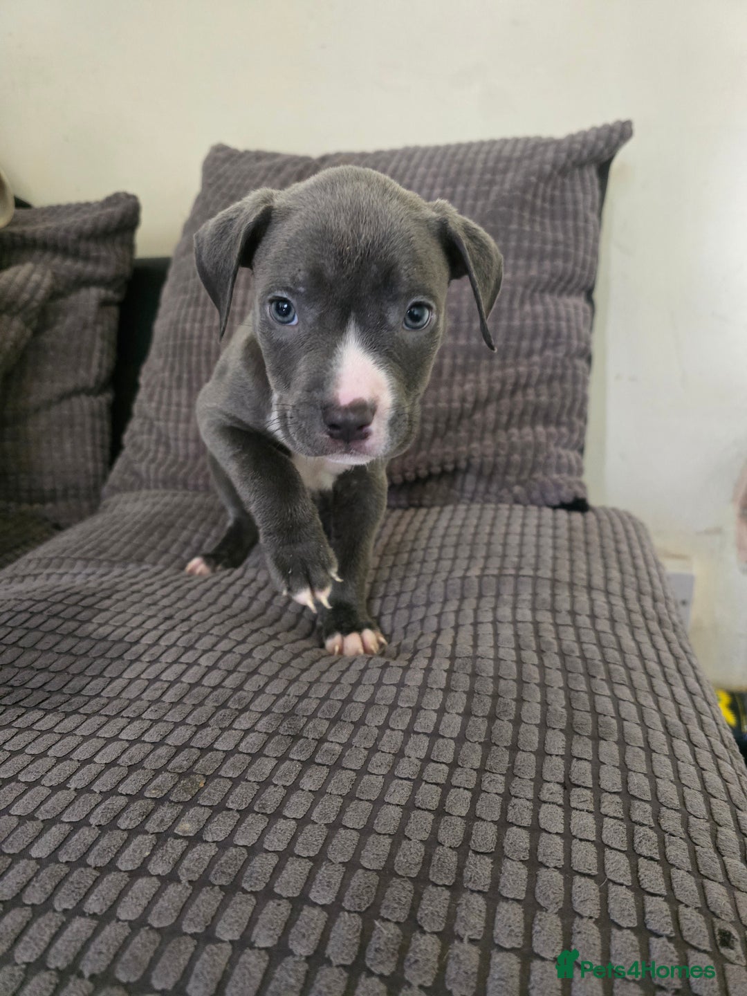 Staffordshire Bull Terrier dogs for sale: Staffordshire bull terrier puppy's  - Image 12