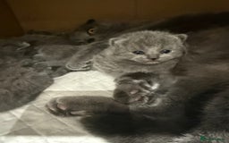 Scottish Fold cats for sale: Scottish fold  - Image 4