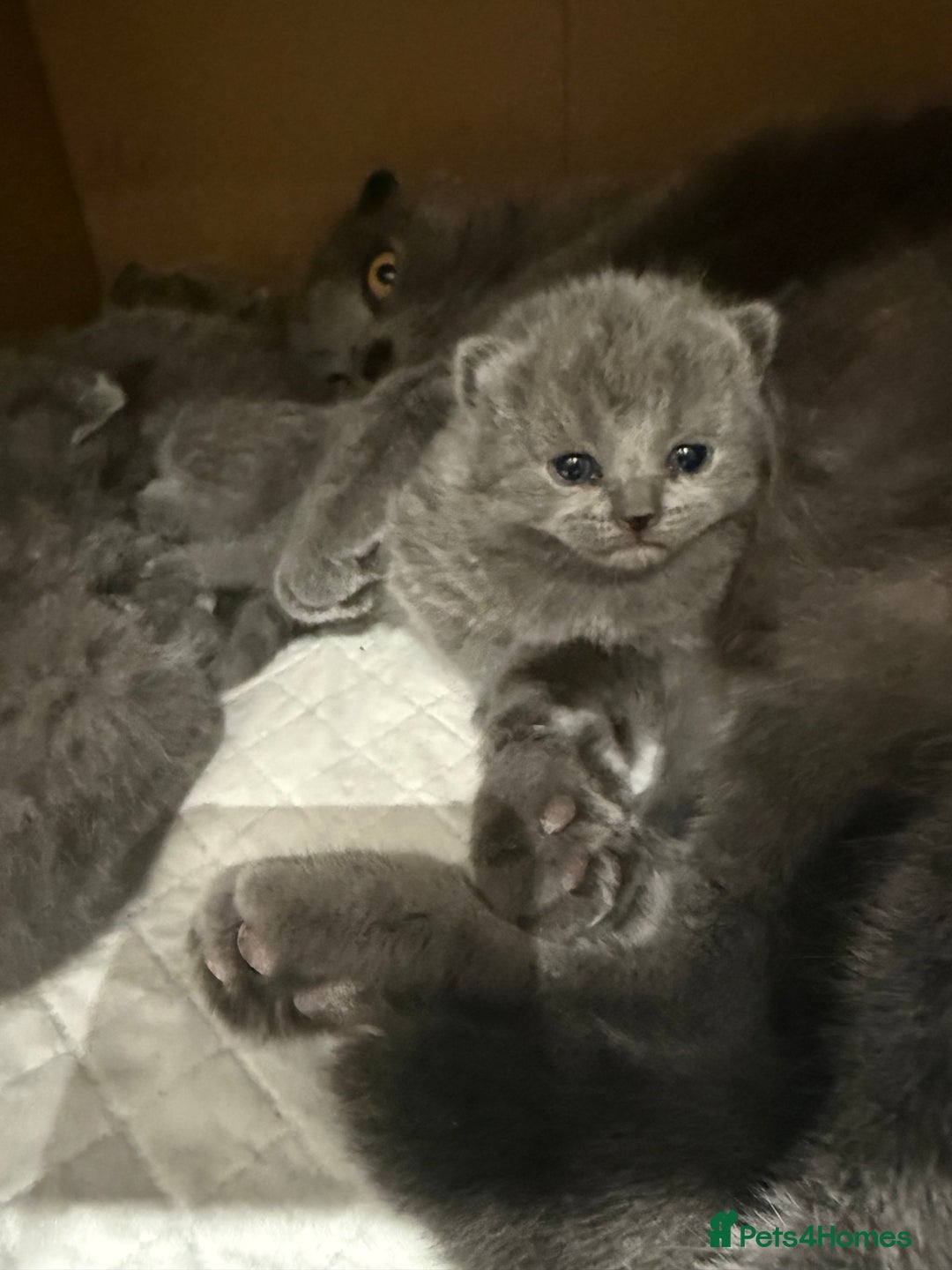 Scottish Fold cats for sale: Scottish fold  - Image 4