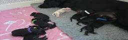 Mixed Breed dogs for sale: 🐾 Labrador × Whippet Puppies! 🐾 - Advert 15
