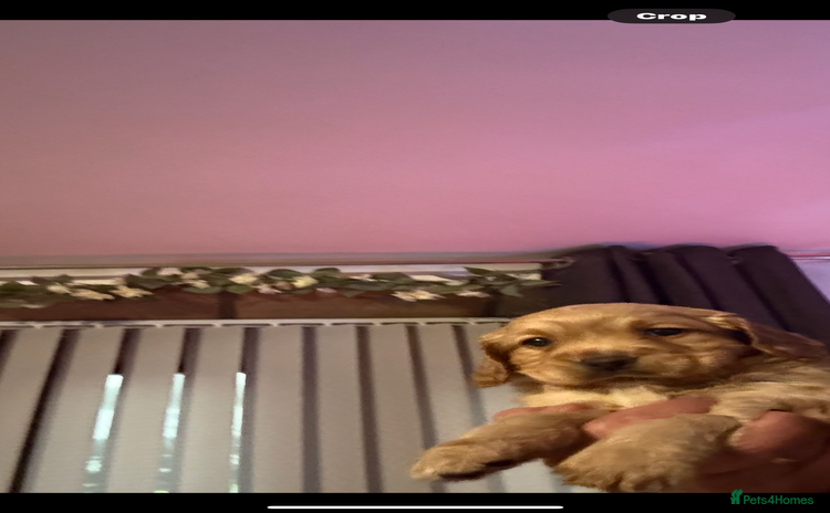 Cocker Spaniel dogs - Advert 14