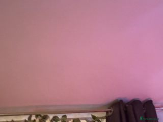 Cocker Spaniel dogs - Advert 34