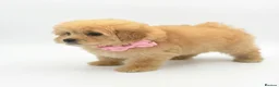 Maltipoo dogs for sale: Health tested Maltipoos - Advert 4