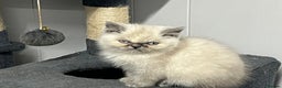 Exotic cats for sale: Stunning Exotic Kittens  - Advert 7