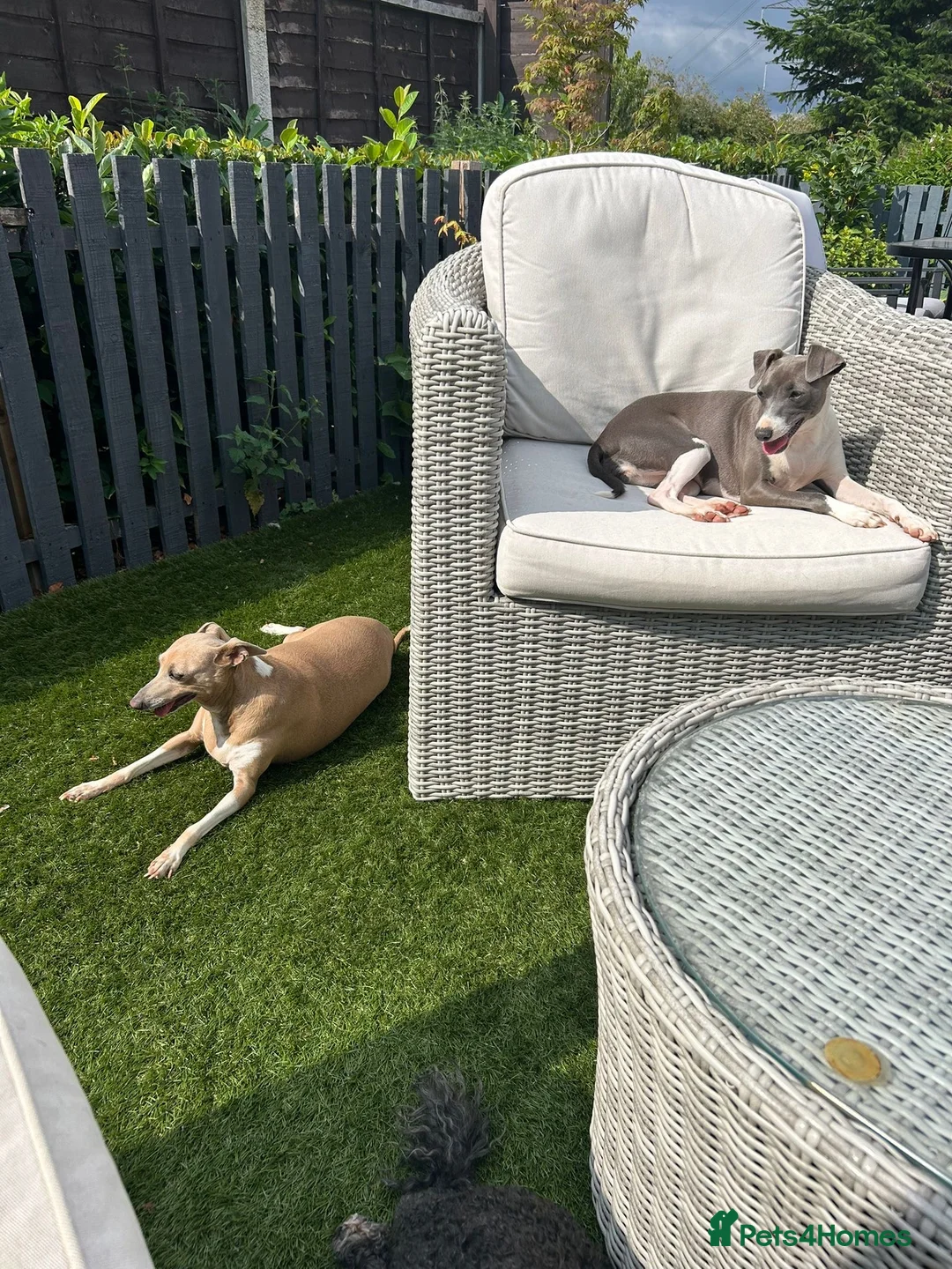 Italian Greyhound dogs for sale: Very loving Italian greyhound for sale  - Advert 1
