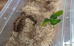 Snake reptiles for sale: Hognose red&purple line 66%poss het albino  - Advert 2