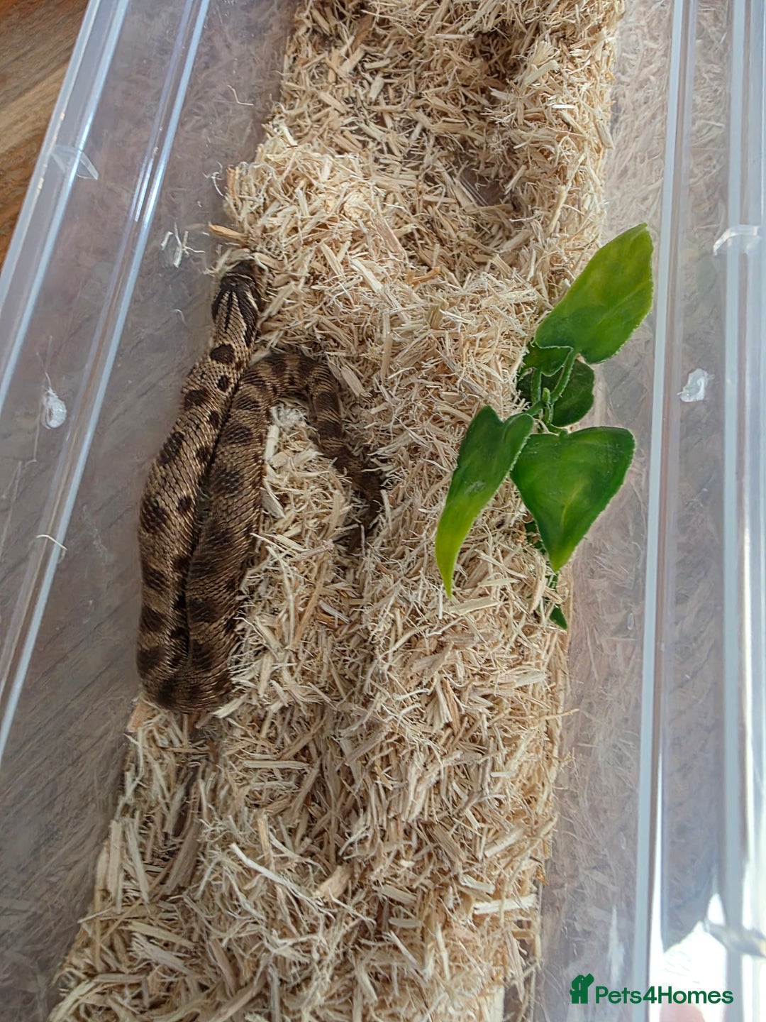 Snake reptiles for sale: Hognose red&purple line 66%poss het albino  - Advert 2