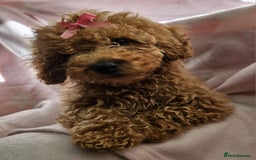 Cavapoo dogs for sale: Female Cavapoo pup  - Image 16