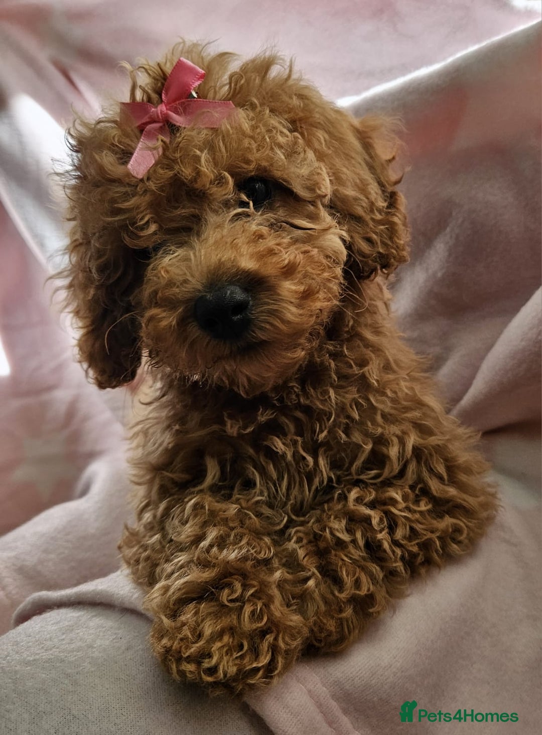 Cavapoo dogs for sale: Female Cavapoo pup  - Image 16