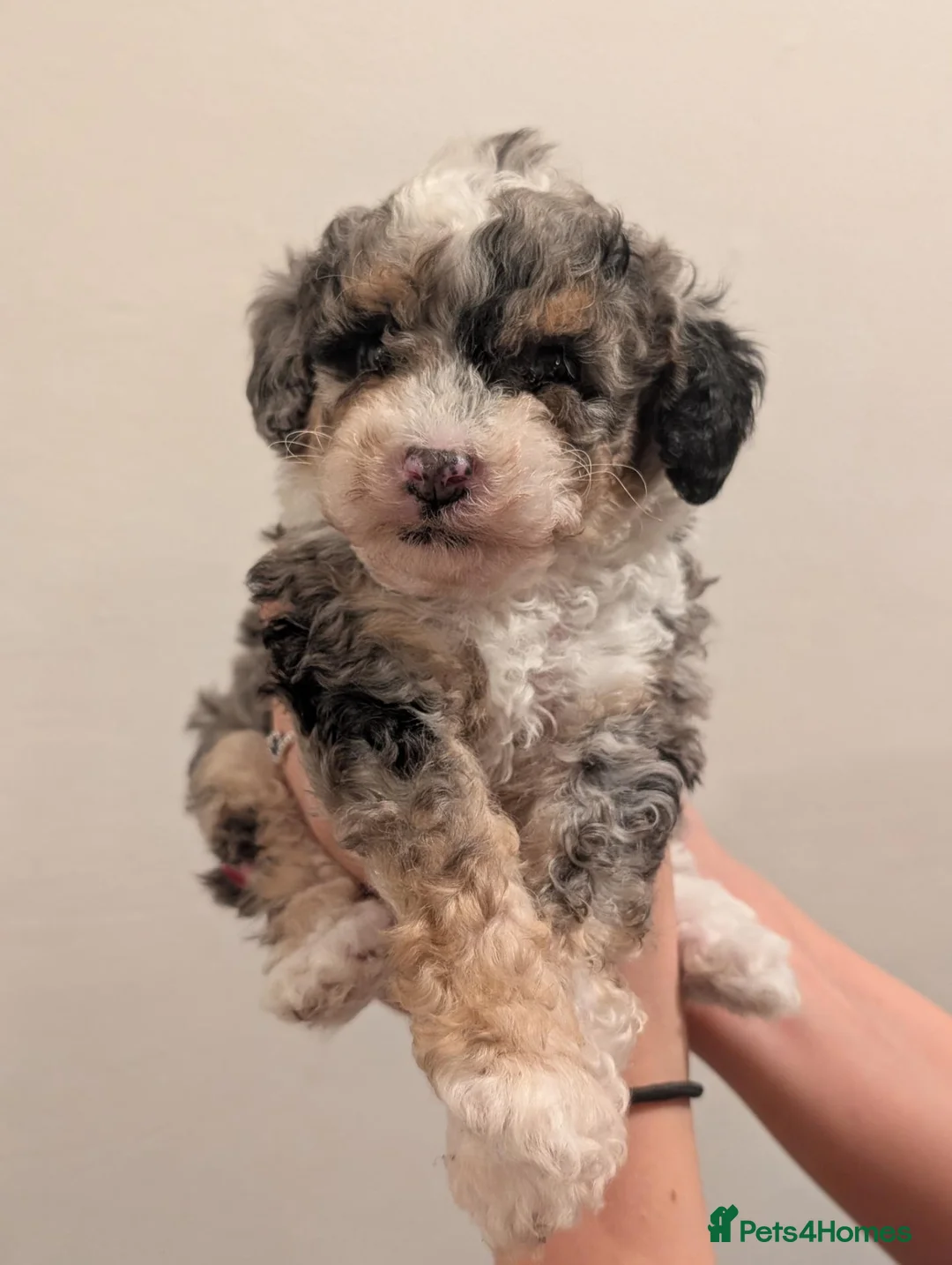 Toy Poodle dogs for stud: 🌟toy poodle for stud🌟 - Advert 7