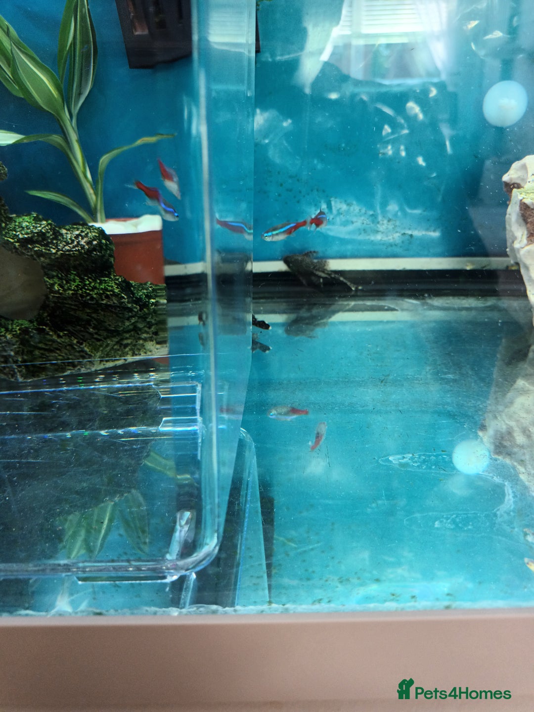 Plecos fish for sale: Plecos - Image 2
