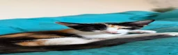 Mixed Breed cats for sale: 3 beautiful kittens looking for loving homes - Advert 17
