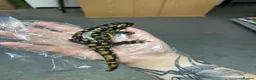 Newt reptiles for sale: Tiger Salamander for sale  - Advert 1