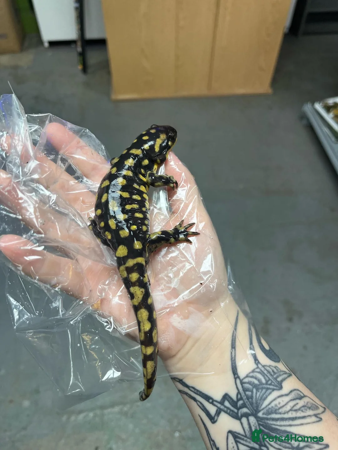 Newt reptiles for sale: Tiger Salamander for sale  - Advert 1