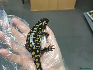 Newt reptiles Tiger Salamander for sale - Advert 7