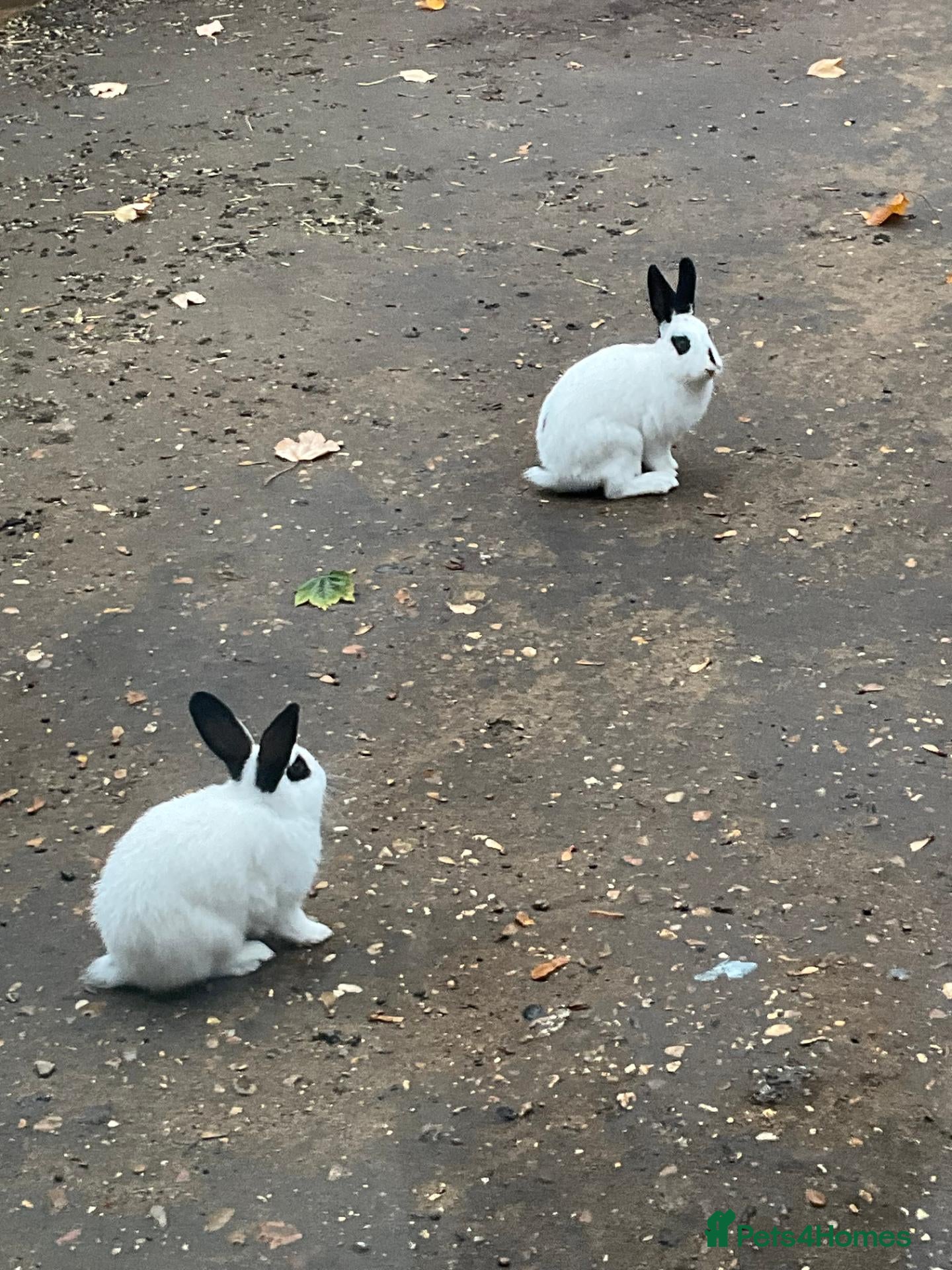 English Spot rabbits Beautiful Himalayan-Cross Rabbits - Advert 11
