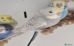Budgerigars birds for sale: Gorgeous Baby Budgies ready now!!! - Image 13