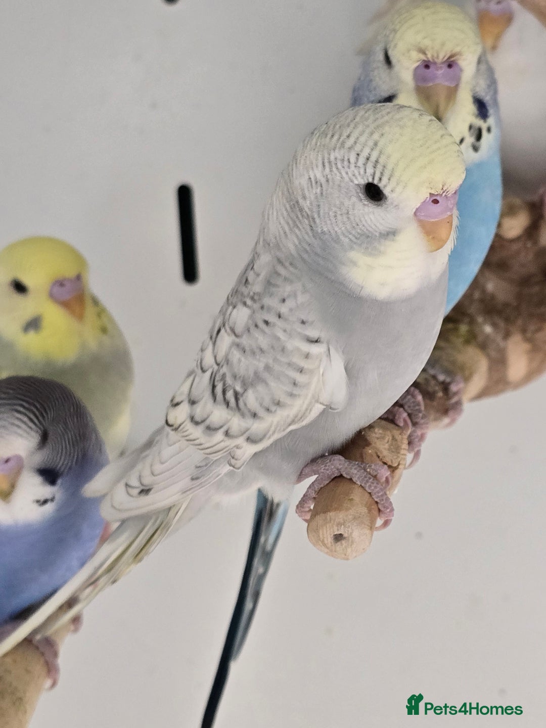Budgerigars birds for sale: Gorgeous Baby Budgies ready now!!! - Image 13